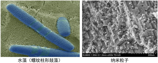 20260409 细胞生物学平台日立（Hitachi）SU8600冷场发射扫描电子显微镜上机培训通知 内插2.jpg